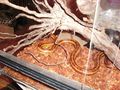 0.1. Pantherophis obsoletus rossalleni 51815178