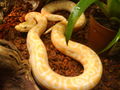 0.0.1. Python morulus bivittatus albino 54286069