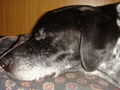 Da Hund (Blacky R.I.P.  11.09.08) 45059779