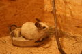 Meine Chinchillas 42460483