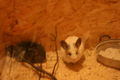 Meine Chinchillas 42460566