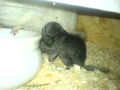 Meine Chinchillas 43787985