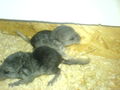 Meine Chinchillas 43787989