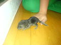 Meine Chinchillas 43787992