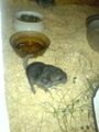 Meine Chinchillas 43788001