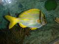 Aquarium und Abenteuer Australien 27450143