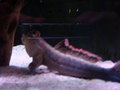 Aquarium und Abenteuer Australien 27450349