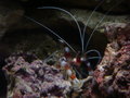 Aquarium und Abenteuer Australien 27450376