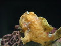 Aquarium und Abenteuer Australien 27450429