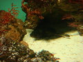 Aquarium und Abenteuer Australien 27450733