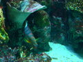 Aquarium und Abenteuer Australien 27450825