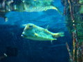 Aquarium und Abenteuer Australien 27450890