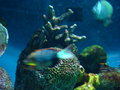 Aquarium und Abenteuer Australien 27450949