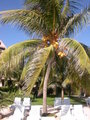 **Urlaub 2006 MeXiCooooooooooo** 12391007