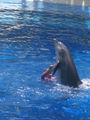 SEA WORLD 37401249