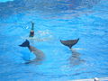 SEA WORLD 37401351