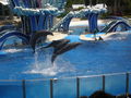 SEA WORLD 37402032