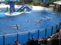 SEA WORLD 37402154