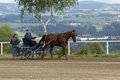  Vereinsmeisterschaft reiten und fahren 28957525