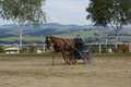  Vereinsmeisterschaft reiten und fahren 28957533