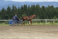  Vereinsmeisterschaft reiten und fahren 28957561