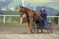  Vereinsmeisterschaft reiten und fahren 28957628