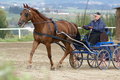  Vereinsmeisterschaft reiten und fahren 28957632