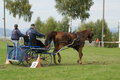  Vereinsmeisterschaft reiten und fahren 28957746