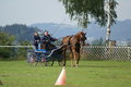  Vereinsmeisterschaft reiten und fahren 28957781