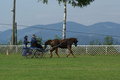  Vereinsmeisterschaft reiten und fahren 28957785