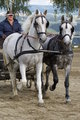  Vereinsmeisterschaft reiten und fahren 28957938