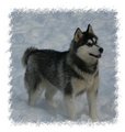 Huskies 14812707