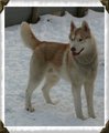 Huskies 14812720