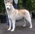 Huskies 14812722