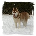 Huskies 14812729