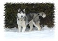 Huskies 14812764