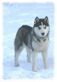 Huskies 14812827