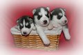 Huskies 18728985