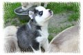 Huskies 18729041