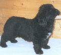 Newfies 18730655