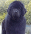 Newfies 18730683