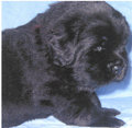 Newfies 18730690