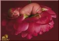 Anne Geddes 29333866