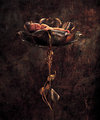 Anne Geddes 29336521