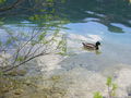 Radtour Ebensee - Offensee 38117019