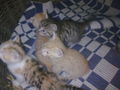 Minka und die 5 Katzenbabys.....  44399193