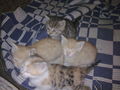 Minka und die 5 Katzenbabys.....  44399194