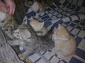 Minka und die 5 Katzenbabys.....  44399195