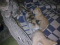 Minka und die 5 Katzenbabys.....  44399196