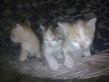 Minka und die 5 Katzenbabys.....  44399198